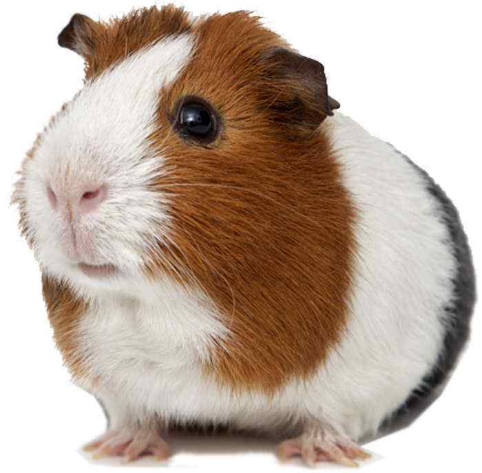 Guinea Pig